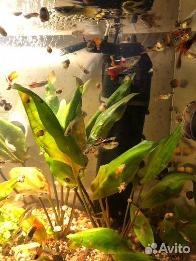 Гуппи эндлера