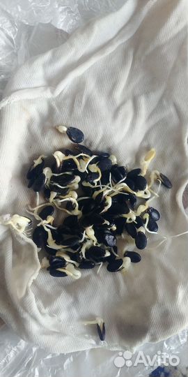 Семена арбуза