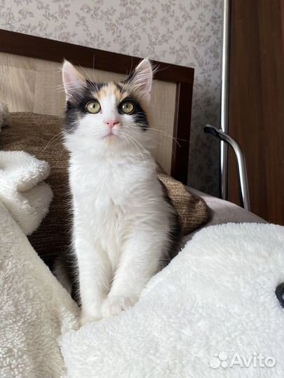 Котята в добрые руки даром девочка