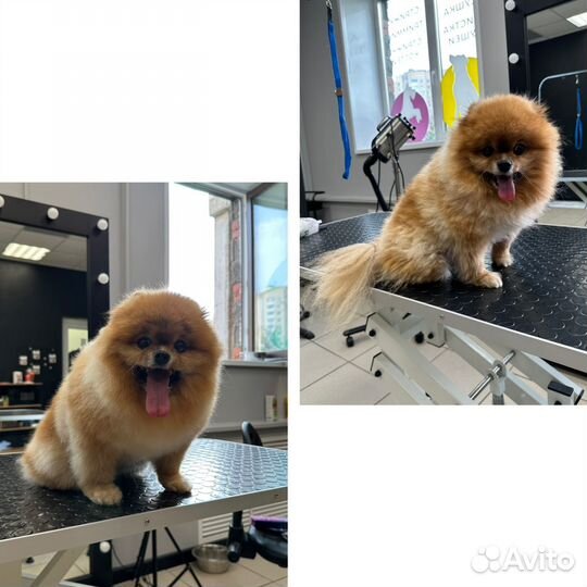 Стрижка собак груминг