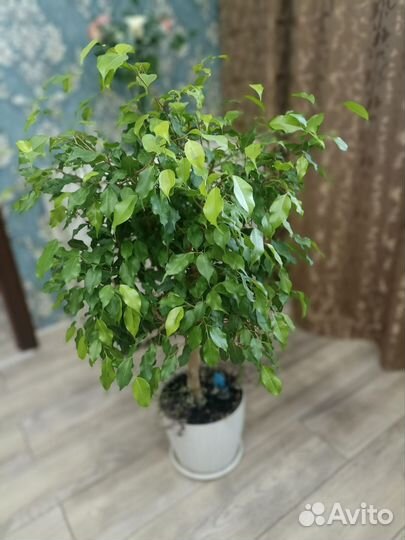 Фикус бенджамина