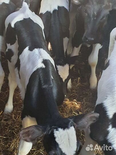 Телята бычки