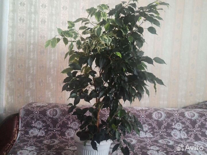 Фикус бенджамина