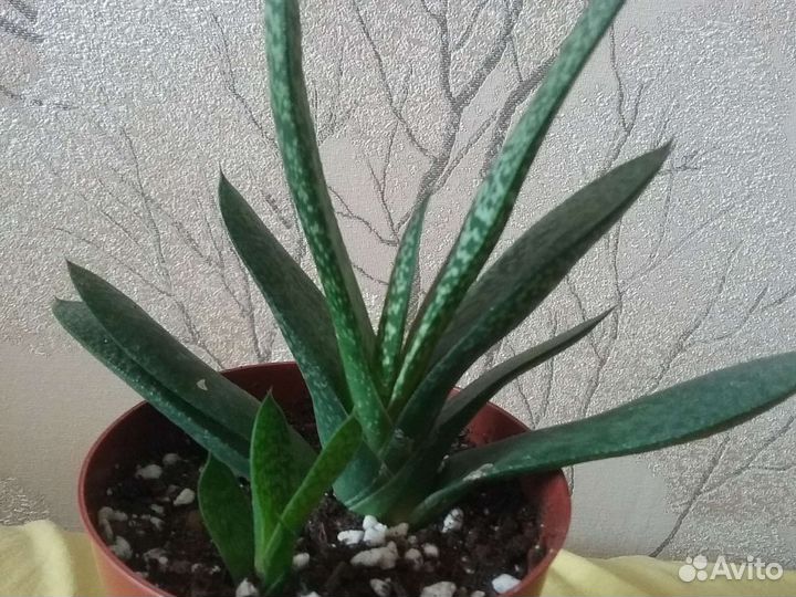 Сансевиерия