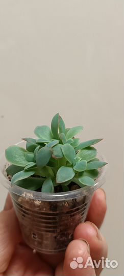 Эхиверии, красулы, седумы, сукуленты