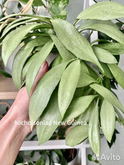 Хойя срез часть 1