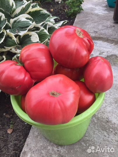 Помидоры домашние