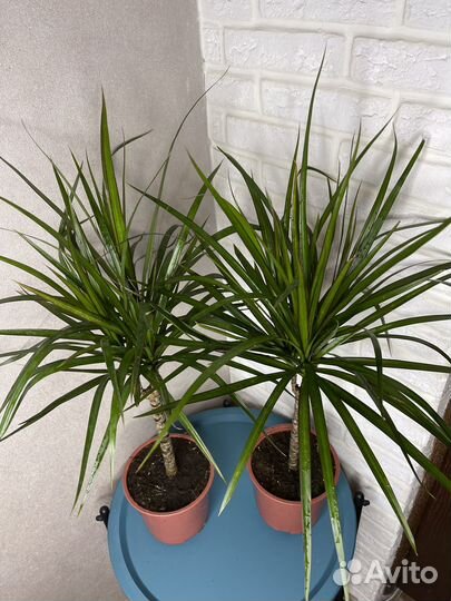 Драцена маргината комнатеые цветы