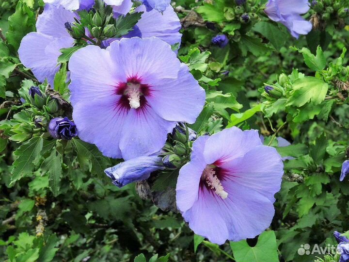 Гибискус сирийский садовый