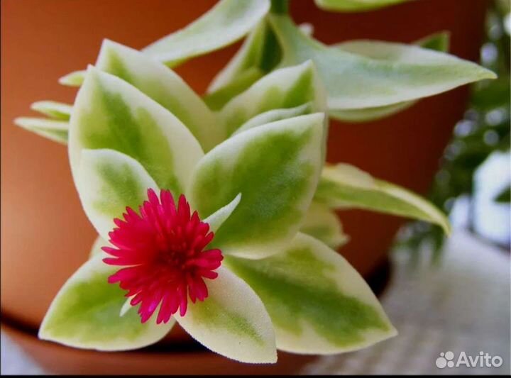 Для подвесных кашпо