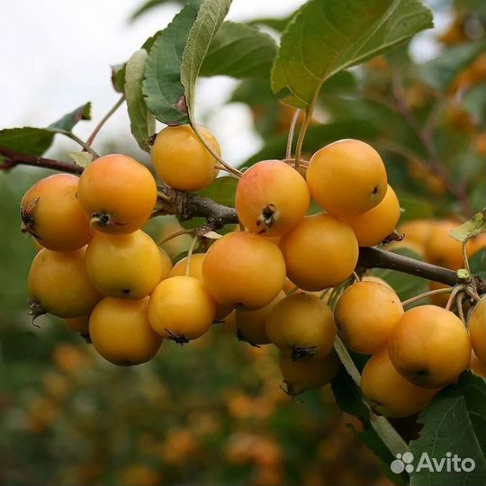 Сорт яблони Китайка Золотая ранняя