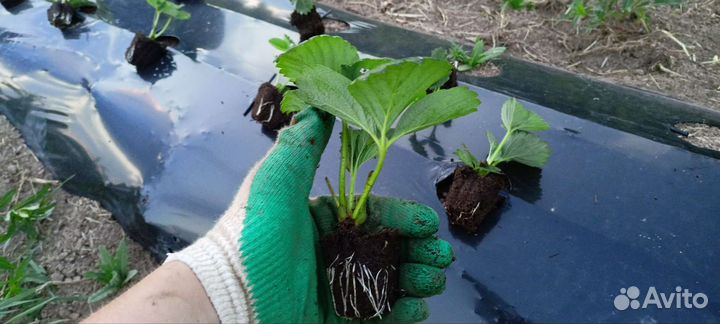 Саженцы клубники фестивальная