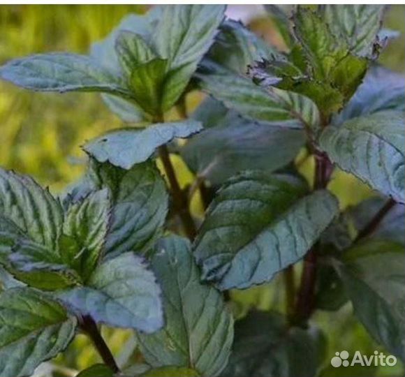 Мята Ментоловая(насыщенная свежесть)