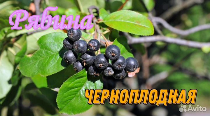 Саженцы плодовых культур