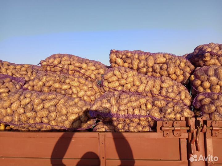 Картофель оптом от производителя