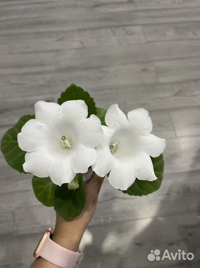 Глоксиния цветущая