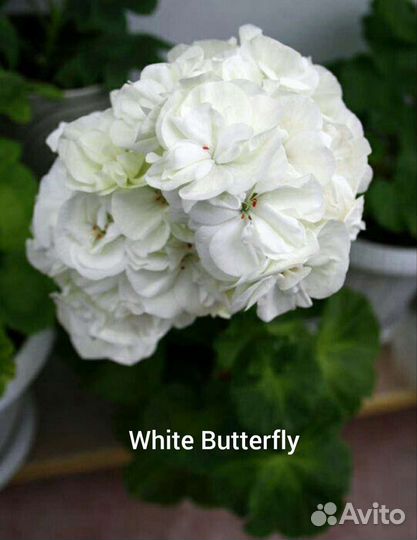 Пеларгония герань