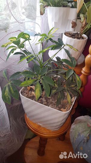 Фикус бенджамина