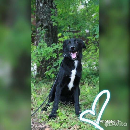 Щенок (метис овчарки)