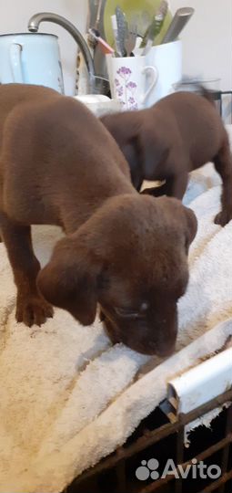 Курцхаар щенки