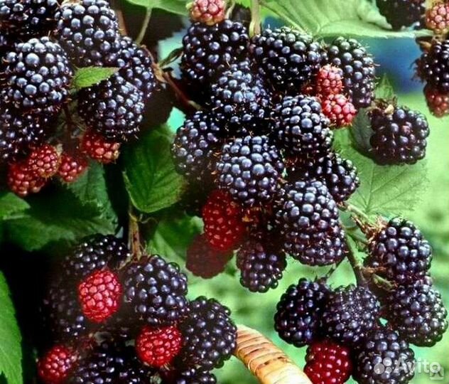 Ежевика безшипная Тройная корона и Найчез