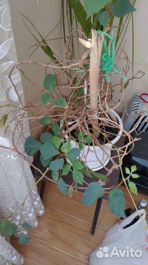 Комнатные растения