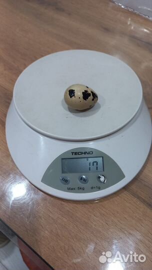 Яйца перепелиные домашние