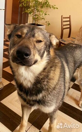 Собака в добрые руки