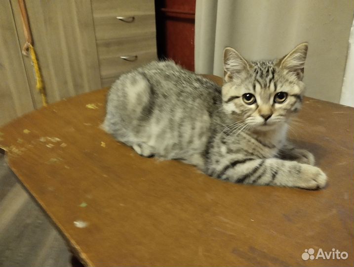 Британские котята