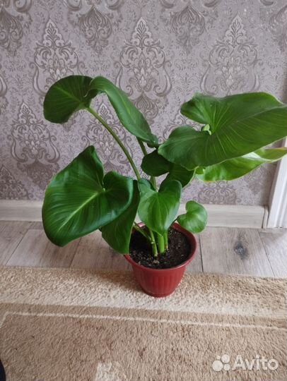 Замиокулькас