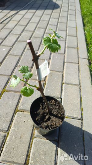 Саженцы винограда