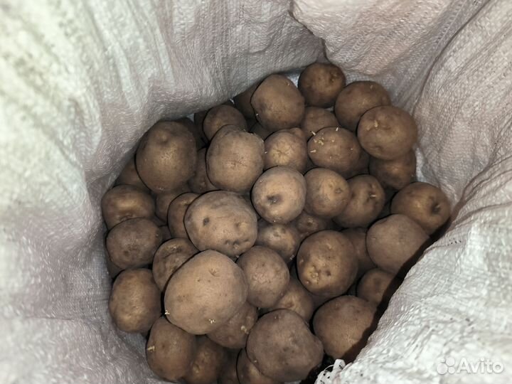 Семенной картофель