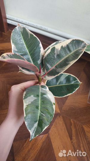 Фикус эластика тинеке