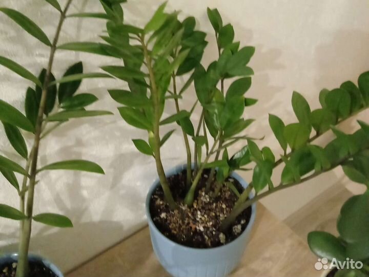 Комнатные цветы