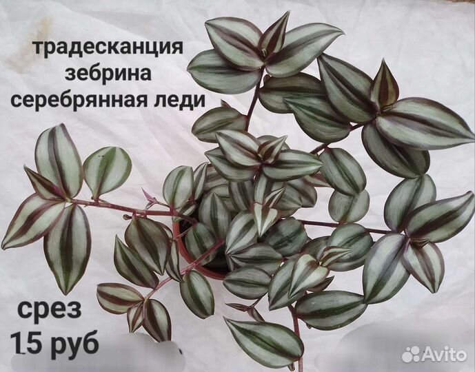 Комнатные цветы Традесканция