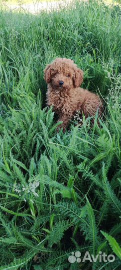 Щенки той пуделя