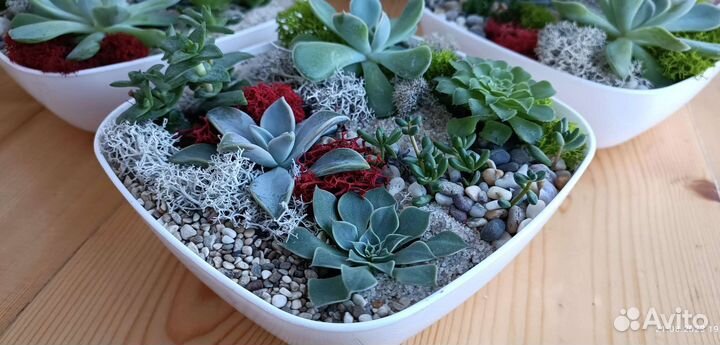 Флорариумы с суккулентами