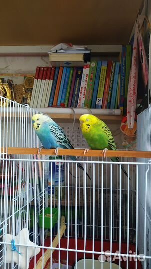 Волнистый попугай с клеткой