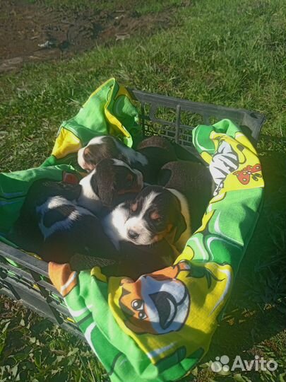 Щенки эстонский гончей