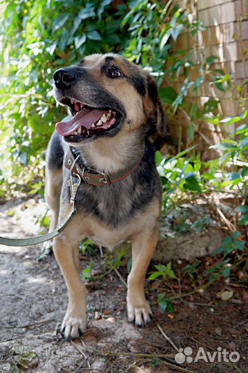 Молодой кобель в добрые руки