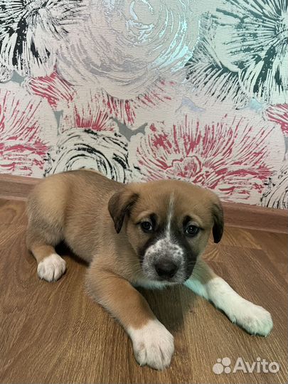 Щенок в добрые руки