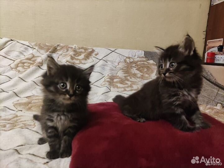 Котята на выбор) в добрые руки