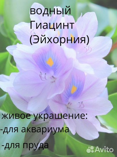 Водный Гиацинт (Эйхорния)