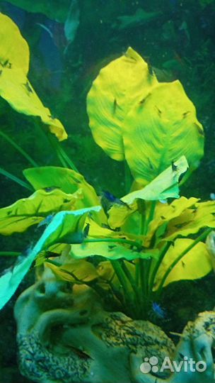 Аквариумные креветки