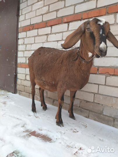 Коза нубийская