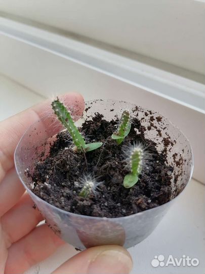 Питахайя семена