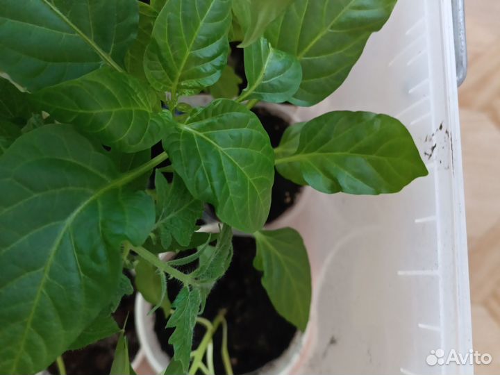 Рассада помидор и перцев