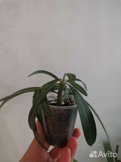 Комнатные растения олеандр