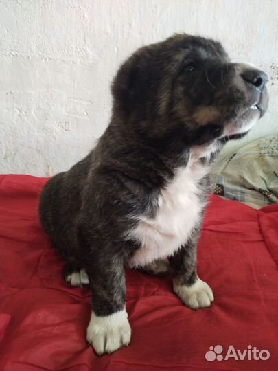 Щенки алабая