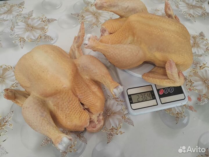 Куры бройлеры